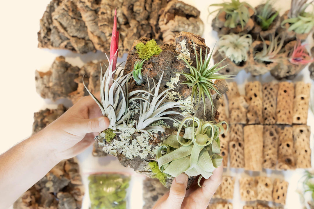 hands holding large cork bark display with assorted tillandsia air plants attached