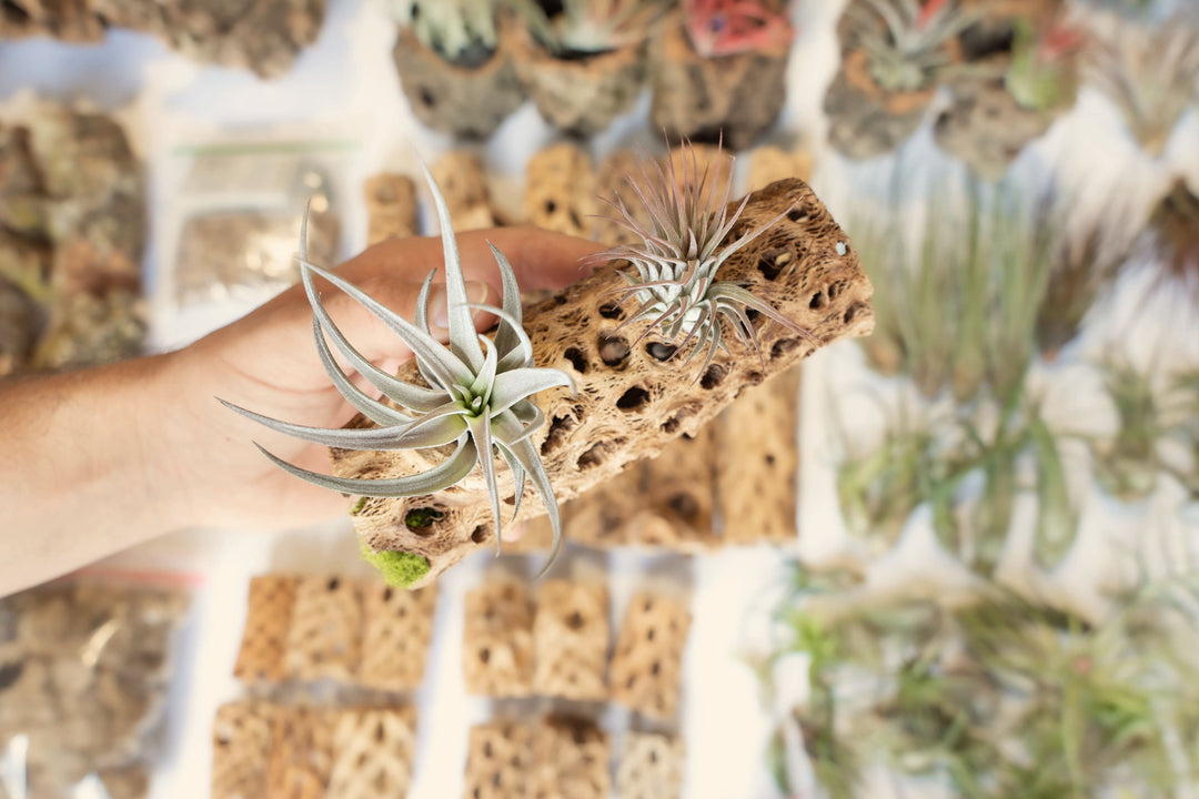 hand holding a 6 inch cholla with assorted tillandsia air plants