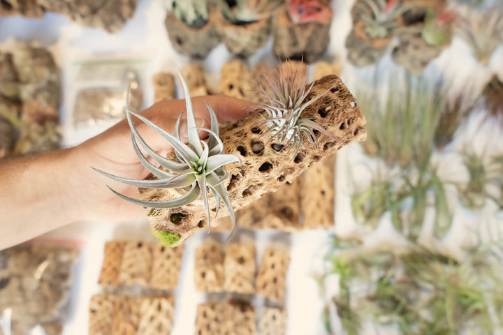 hand holding a 6 inch cholla with assorted tillandsia air plants