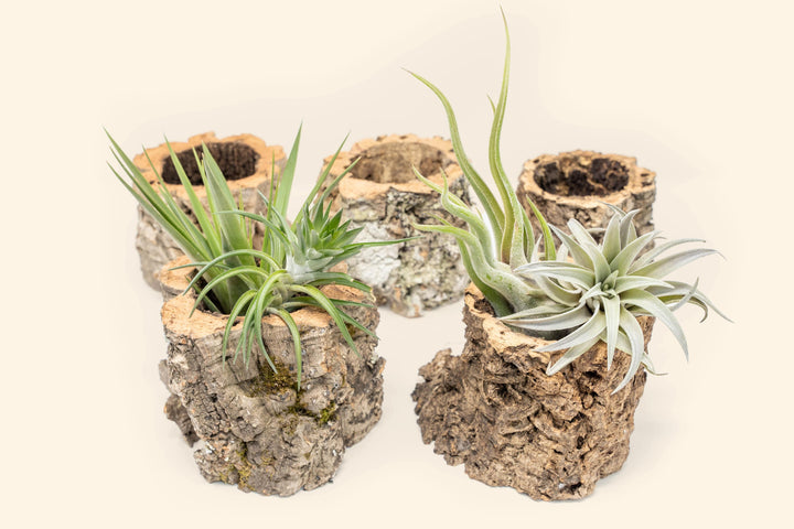 five cork bark vases with assorted tillandsia air plants