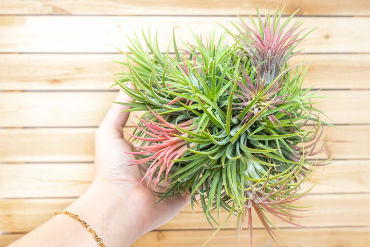 hand holding a tillandsia ionantha rubra air plant cluster