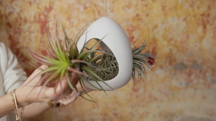 Large White Ceramic Hanging Pod with 2 Assorted Tillandsia Air Plants