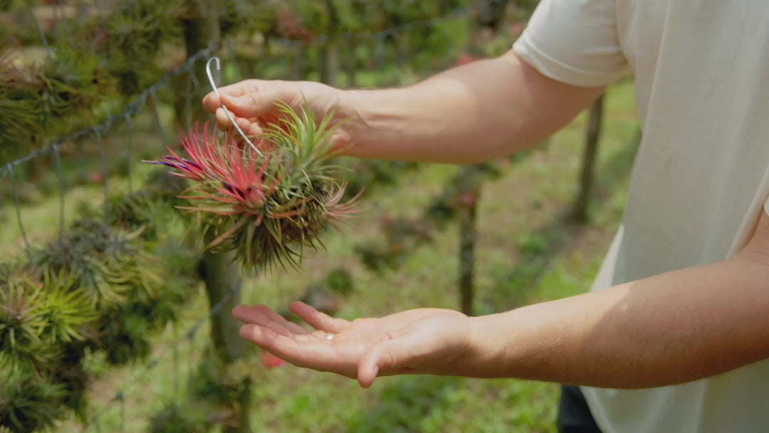 Tillandsia Ionantha Rubra Hanging Clusters with Hook for Hanging