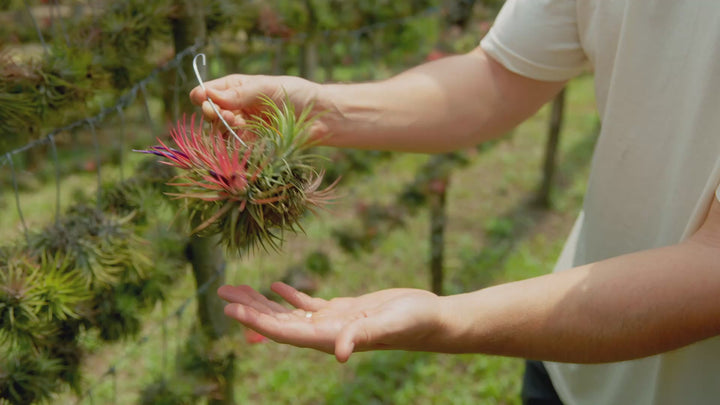 Tillandsia Ionantha Rubra Hanging Clusters with Hook for Hanging