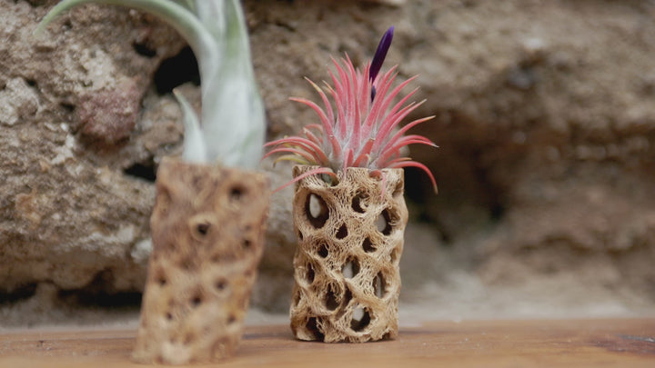 Driftwood Tillandsia Air Plant or Succulent Container