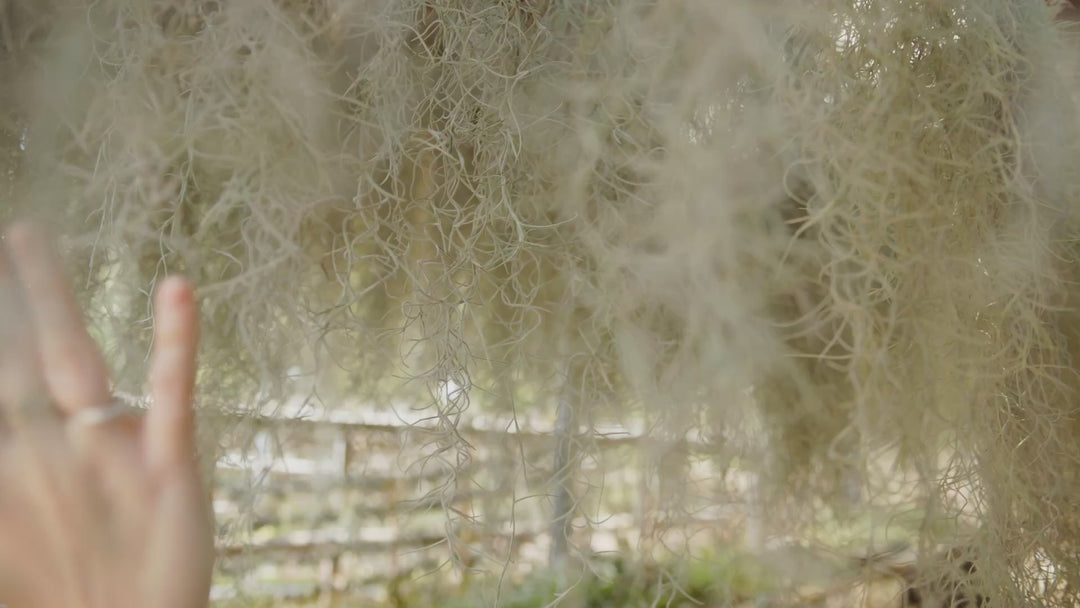3 Colombia Thick Spanish Moss Clumps for $25