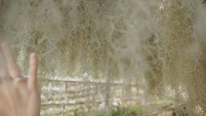 3 Colombia Thick Spanish Moss Clumps for $25