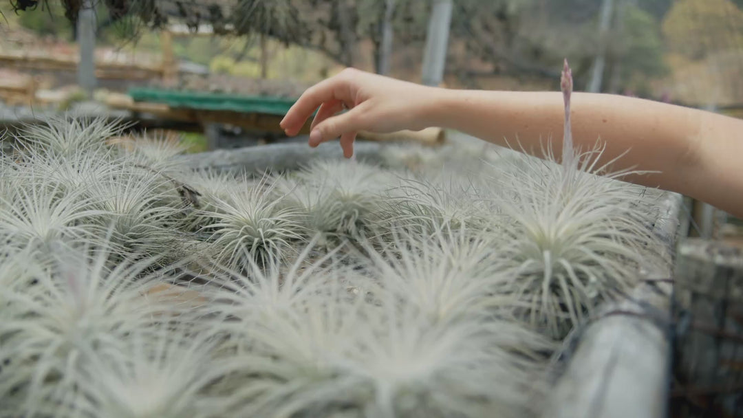 Color Enhanced - Peppermint Tillandsia Tectorum Ecuador Air Plants