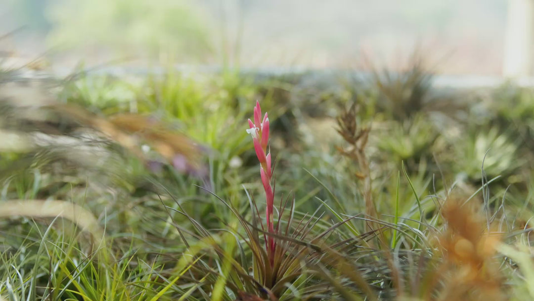 Tillandsia Stricta 'Green' Hybrid Air Plant - Collector's Variety