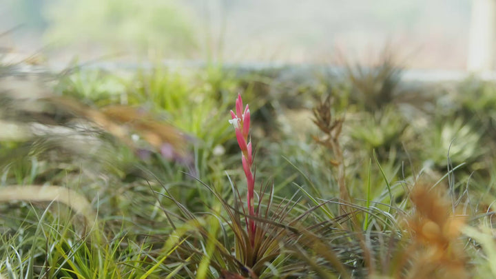 Tillandsia Stricta 'Green' Hybrid Air Plant - Collector's Variety