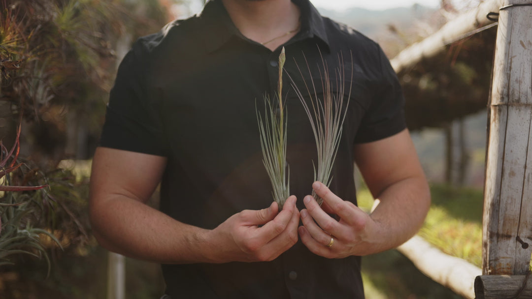 tillandsia juncea air plant silent loop