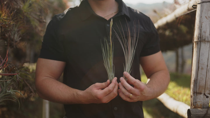 tillandsia juncea air plant silent loop