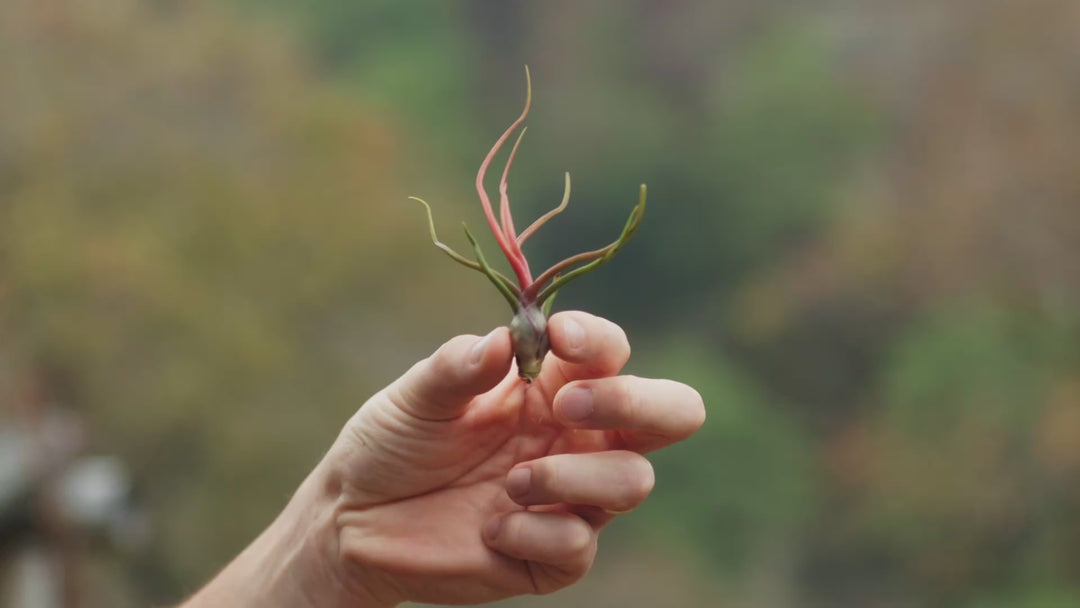 tillandsia bulbosa air plant silent loop