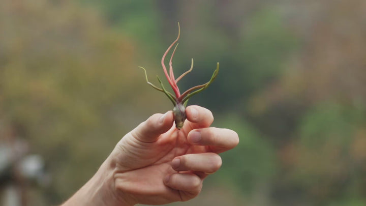 tillandsia bulbosa air plant silent loop