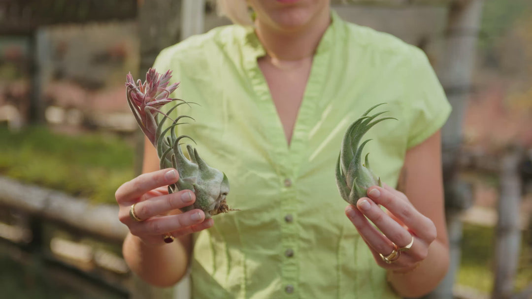 tillandsia seleriana air plant silent loop