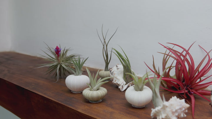 White Sea Urchin with Tillandsia Air Plant