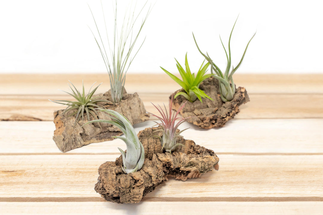 Small Tabletop Cork Bark Display with 2 Tillandsia Air Plants