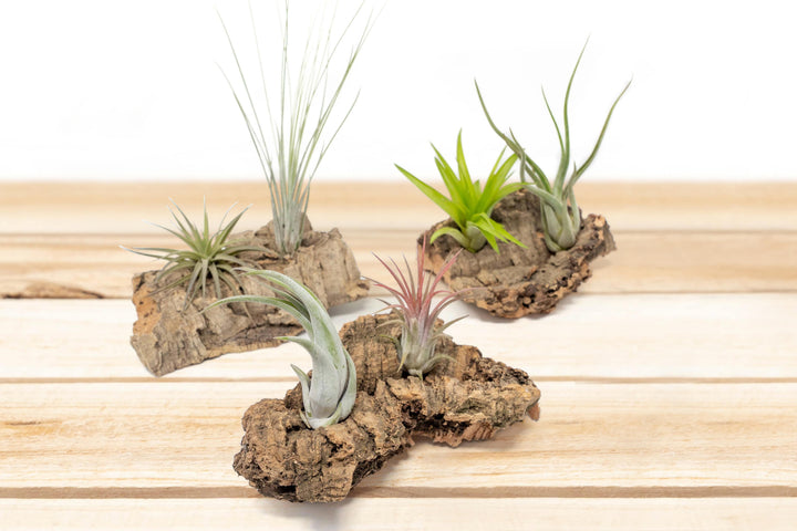 Small Tabletop Cork Bark Display with 2 Tillandsia Air Plants