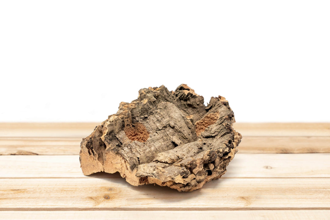 Small Tabletop Cork Bark Display with 2 Tillandsia Air Plants