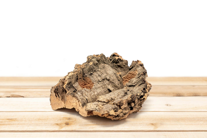 Small Tabletop Cork Bark Display with 2 Tillandsia Air Plants