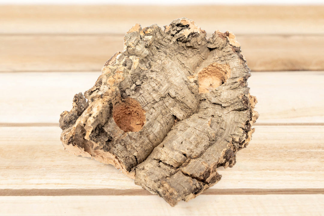 Small Tabletop Cork Bark Display with 2 Tillandsia Air Plants
