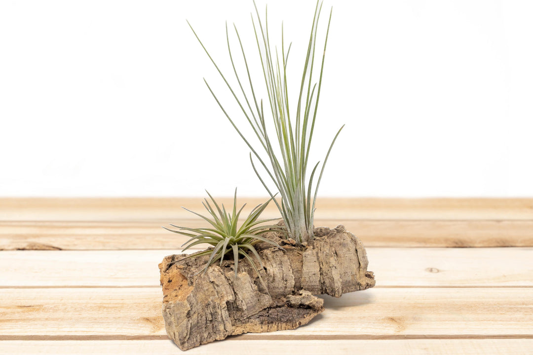Small Tabletop Cork Bark Display with 2 Tillandsia Air Plants