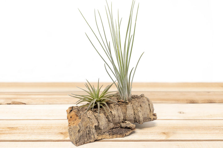 Small Tabletop Cork Bark Display with 2 Tillandsia Air Plants