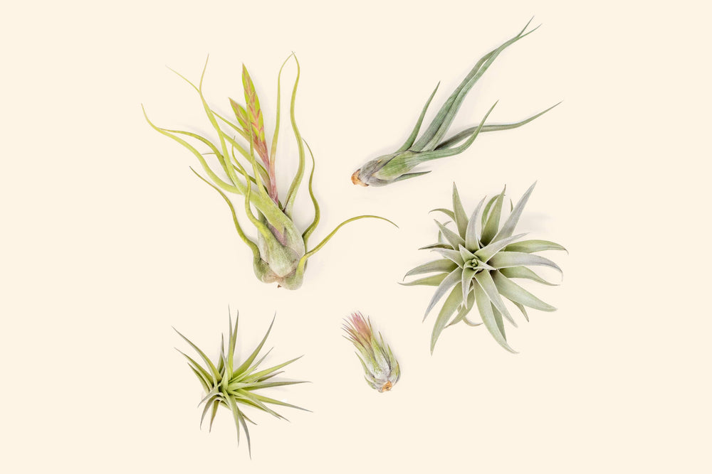 Tillandsia Air Plant Beginner Friendly Collection Variety Pack