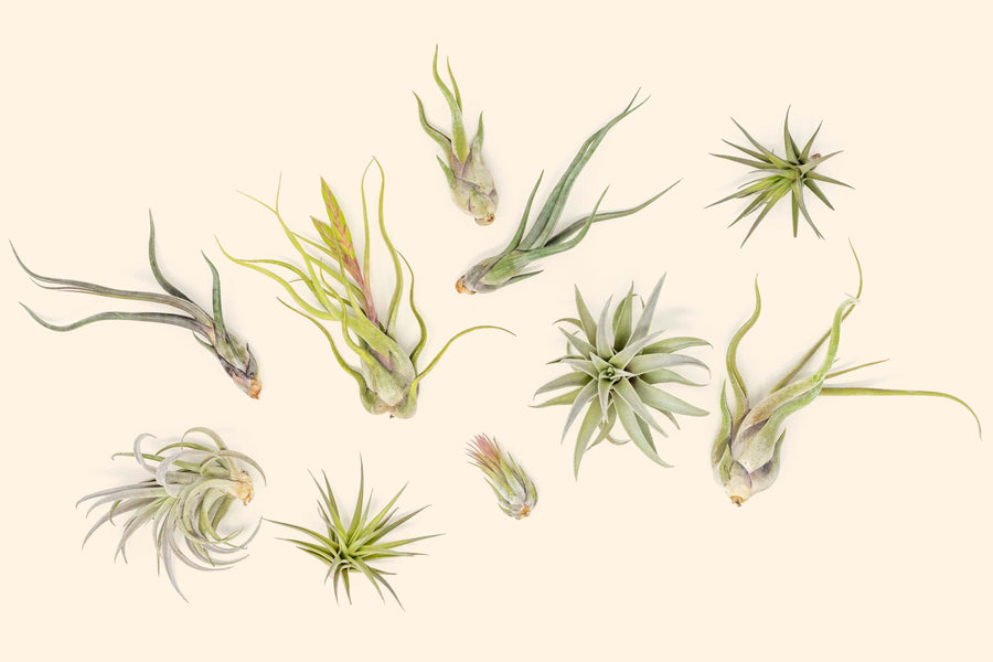 Tillandsia Air Plant Beginner Friendly Collection Variety Pack