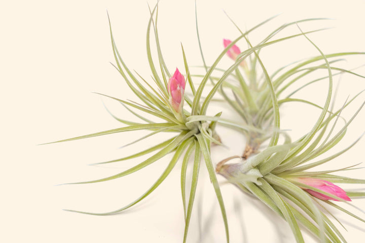 close up of tillandsia stricta air plant bloom