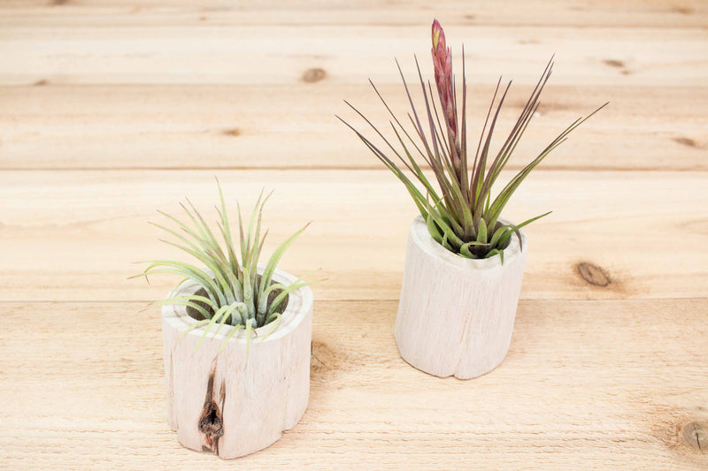 2 small hand carved driftwood containers with tillandsia ionantha guatemala and blooming melanocrater air plants