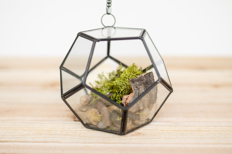 multifaceted pentagon shaped glass terrarium with stones, bark and moss