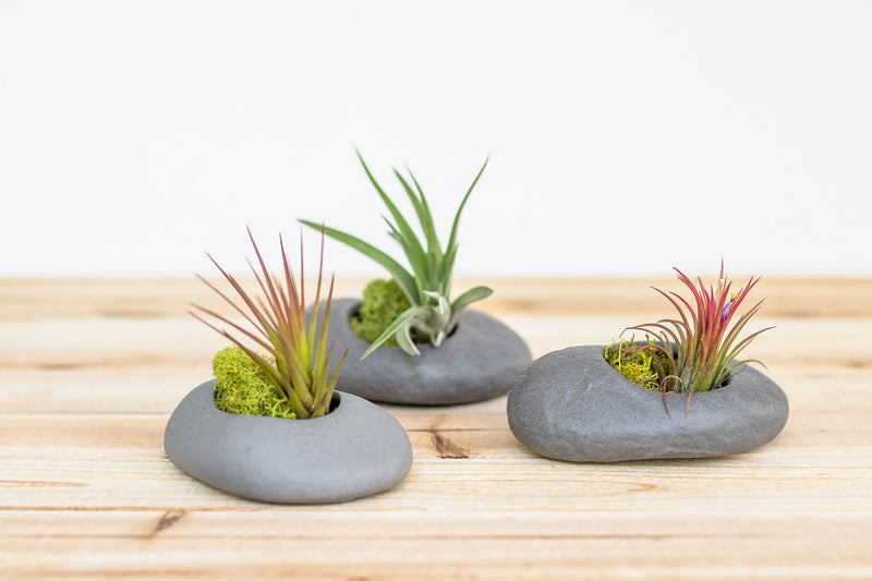 3 gray ceramic stone planters containing moss and assorted tillandsia air plants
