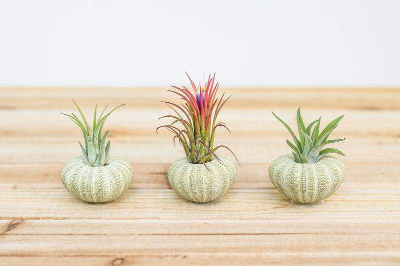 3 green sea urchins containing assorted tillandsia air plants