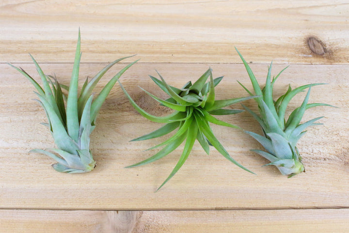 Three Tillandsia Abdita Air Plants