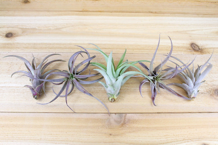 five tillandsia capitata peach air plants