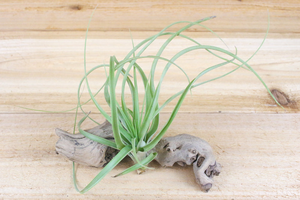 Tillandsia heather's blush air plant