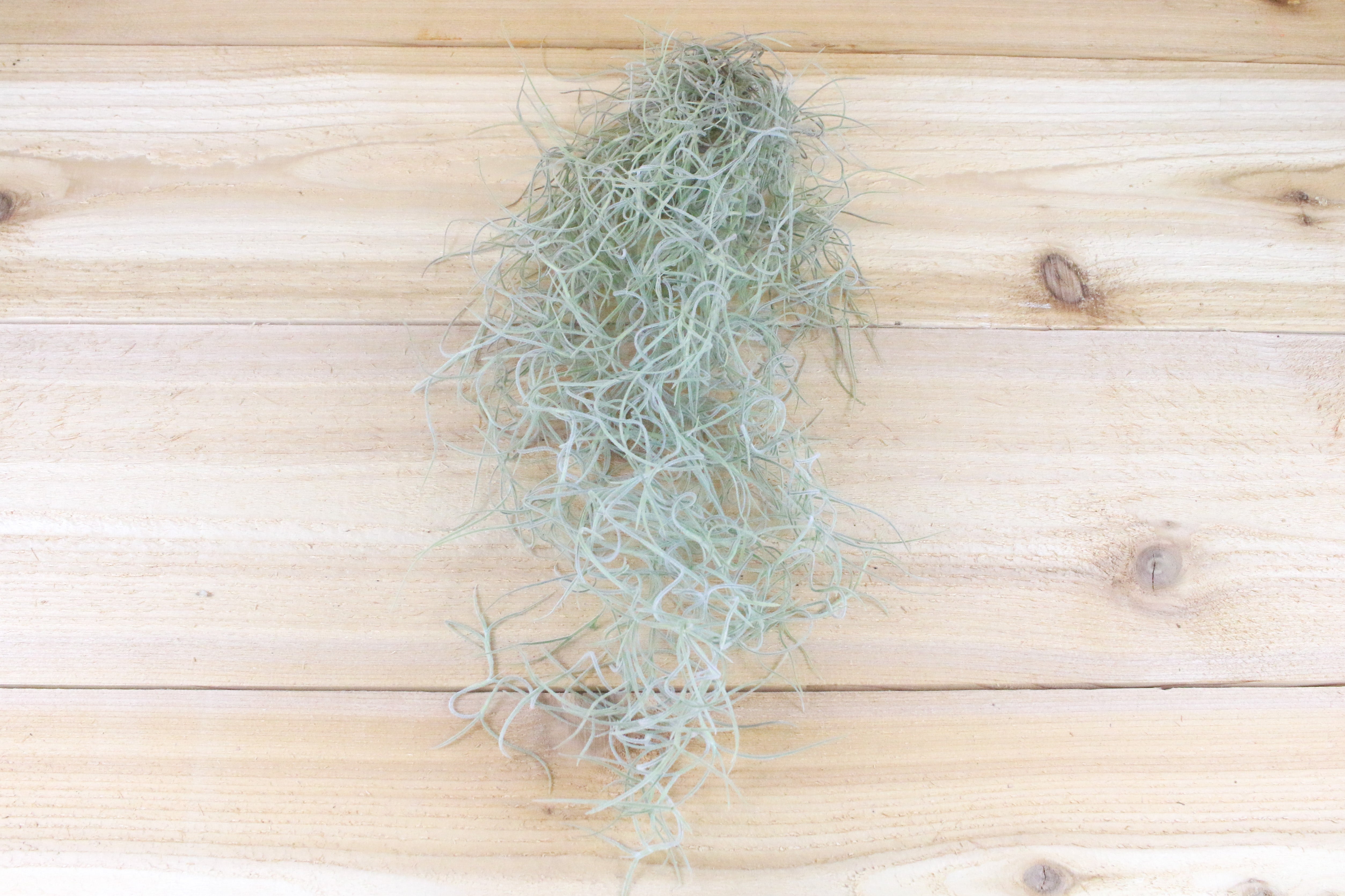 Thick Colombian Spanish Moss Live Strands with Wire Hook - Live