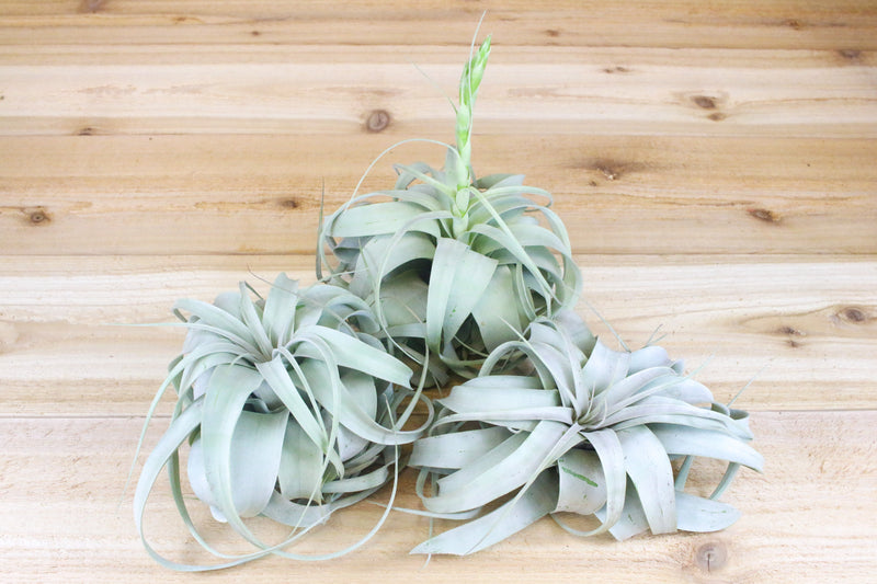 three large tillandsia xerographica air plants, one with bloom spike