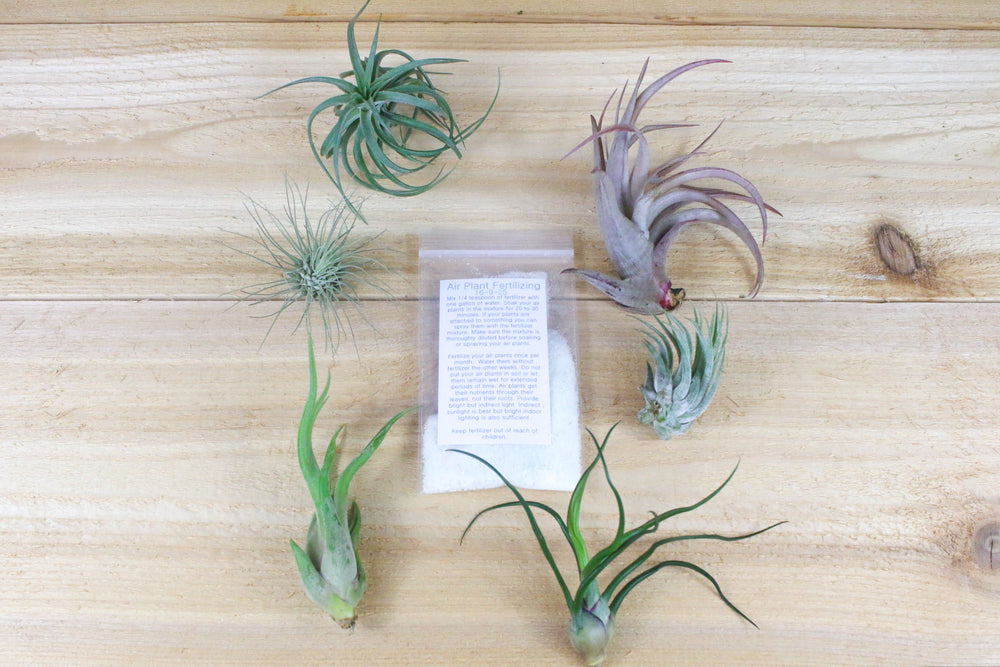 5 assorted tillandsia air plants and powder concentrate air plant fertilizer