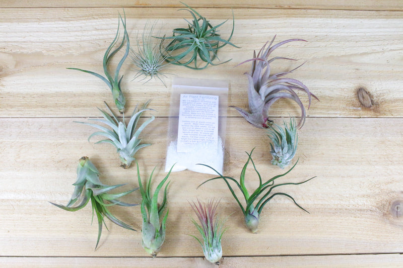 10 assorted tillandsia air plants and packet of grow more air plant fertilizer