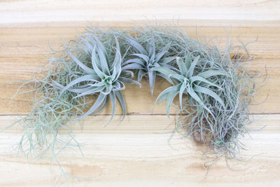 3 Tillandsia Harrisii Air Plants on Bed of Spanish Moss
