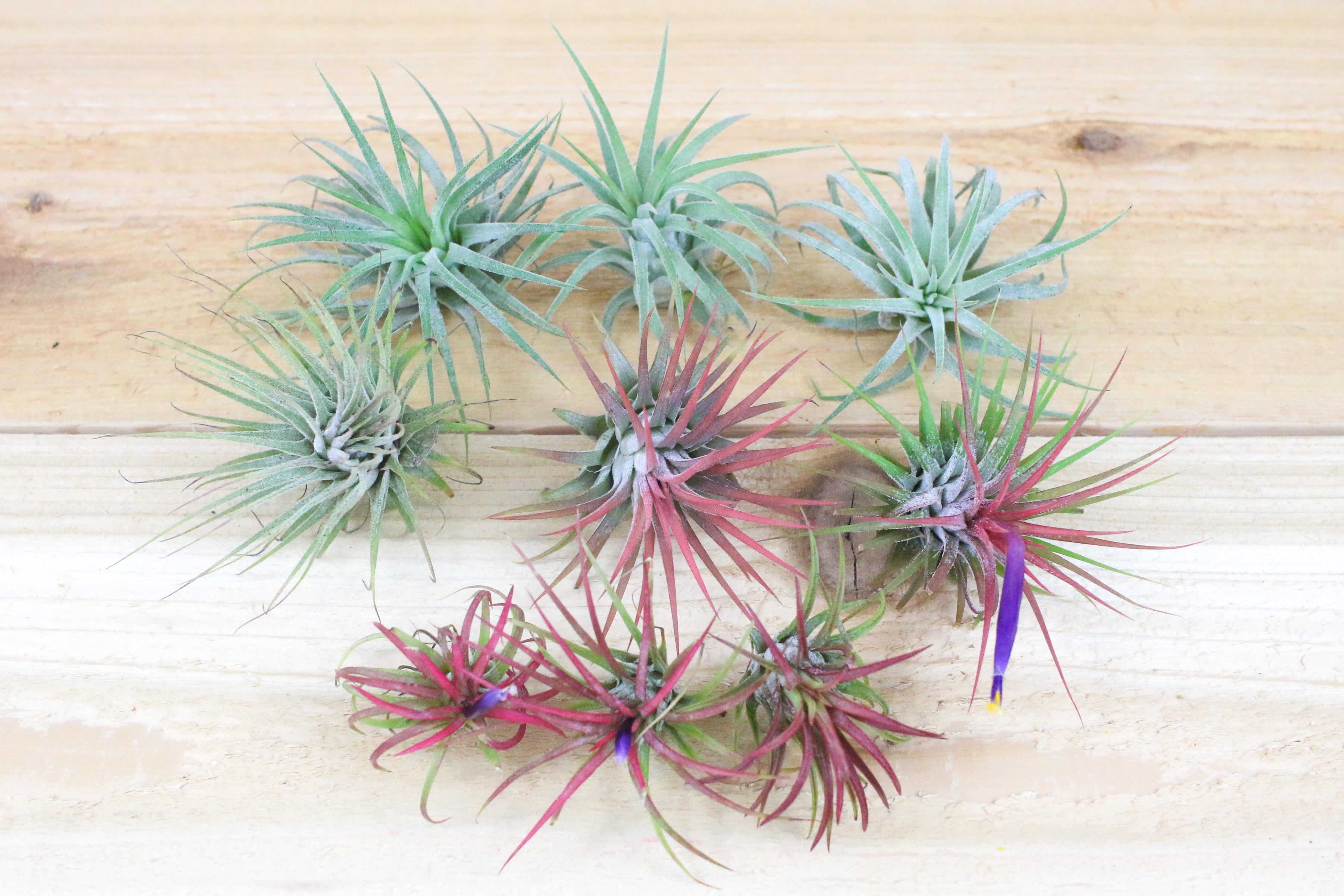 Tillandsia ionantha whitey ex. TI | chidori.co