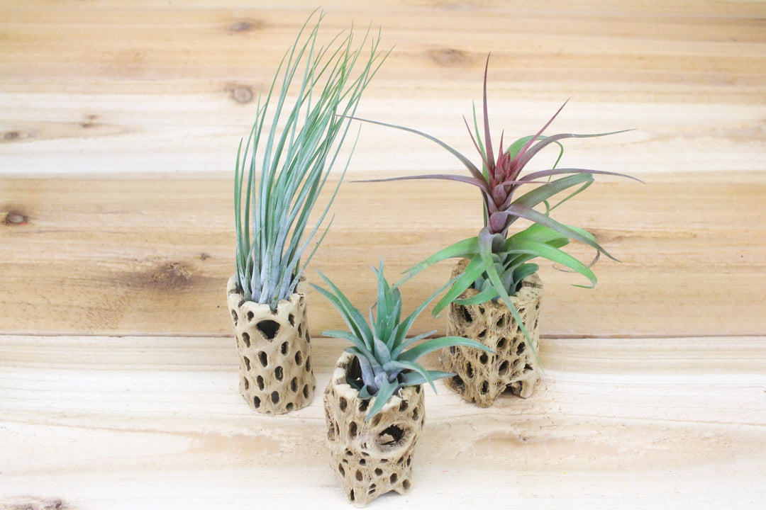Three Cholla with Tillandsia Juncea, Sparkler and Velutina Air Plants
