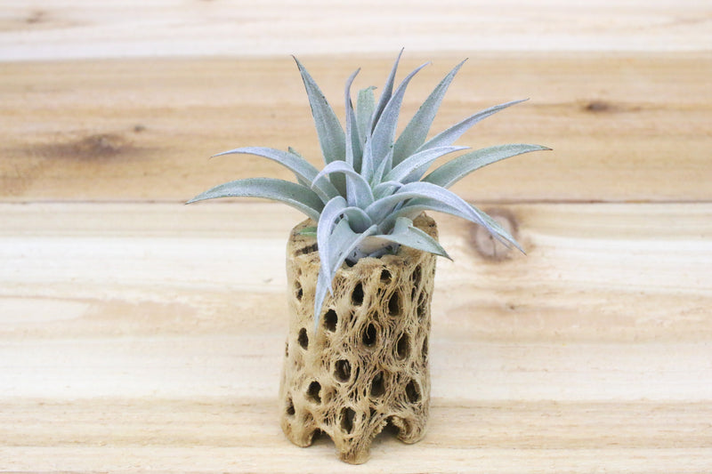 3 inch cholla wood container and tillandsia harrisii air plant