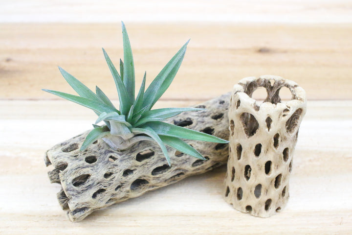 tillandsia velutina air plant with cholla cactus containers