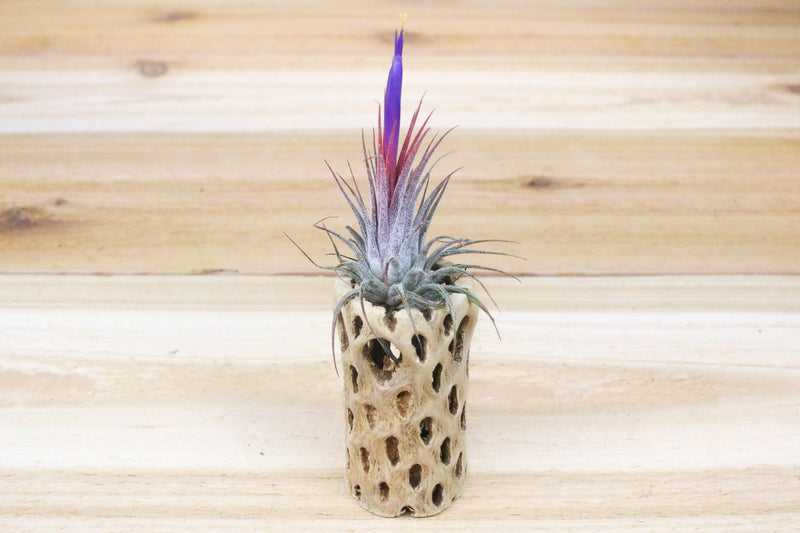 6 inch cholla wood container and a blooming tillandsia ionantha guatemala air plant