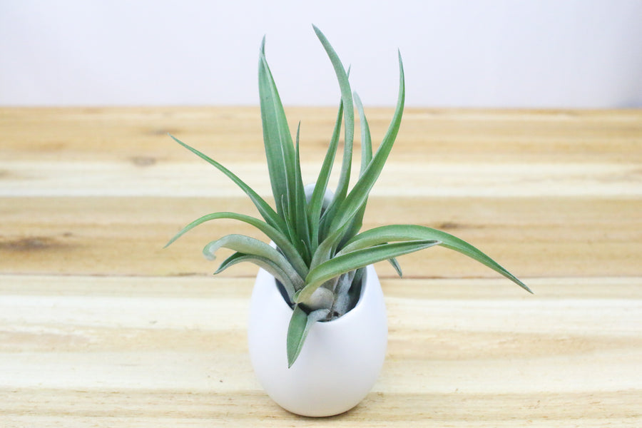 large hanging ivory ceramic container with tillandsia abdita air plant
