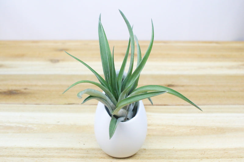 Small Hanging Ivory Ceramic Container with Custom Tillandsia Air Plant