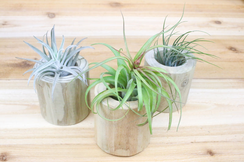 three driftwood containers with assorted tillandsia air plants